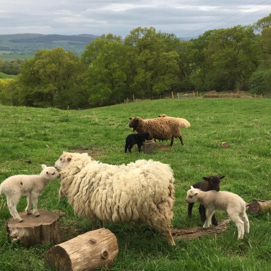 Willow Cottage, Gilchristland Organic Farm Closeburn 外观 照片